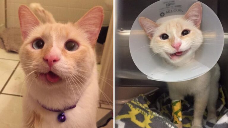 Texas Vets Save A Cat Facing Euthanasia And Her Smile Is Everything