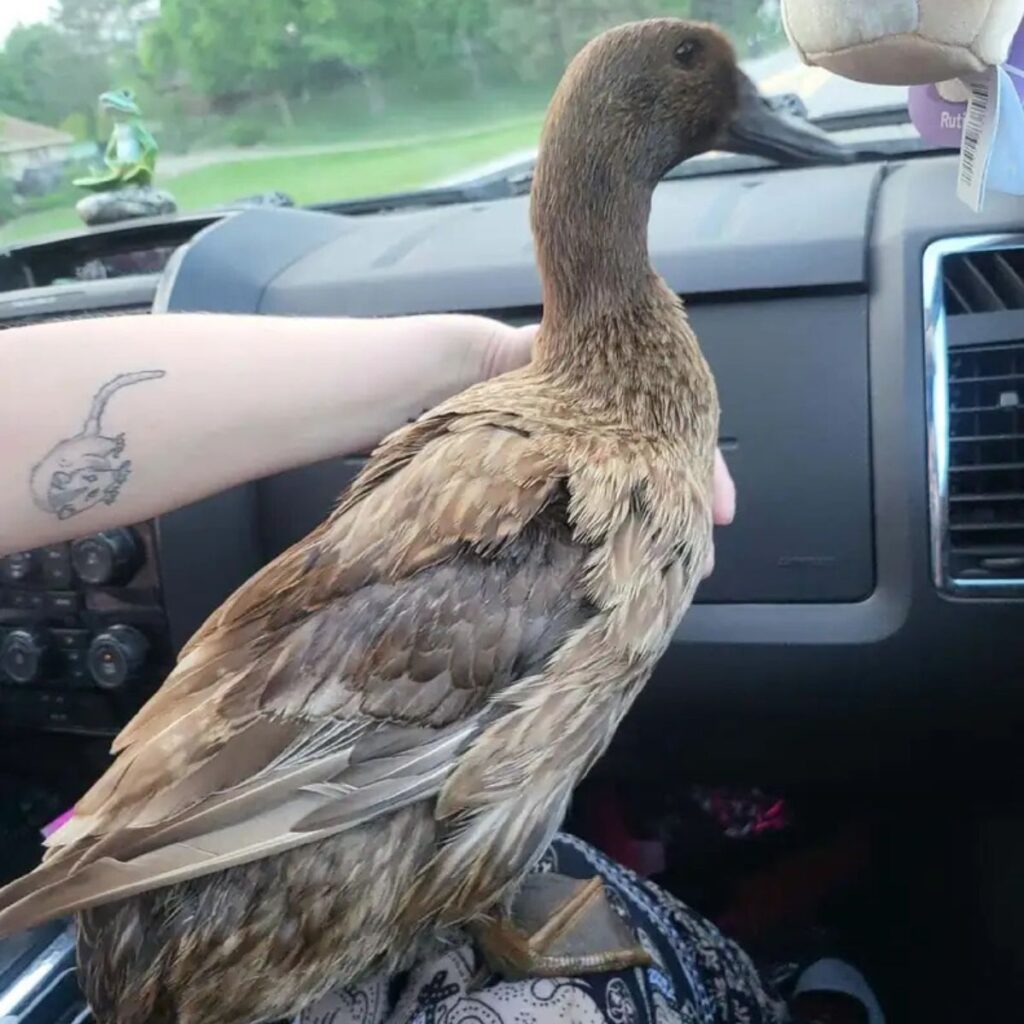 duck on woman's lap in car
