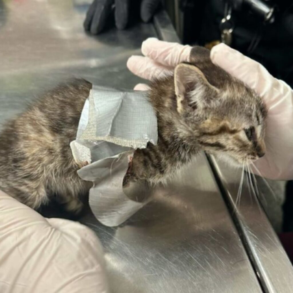 duct tape stuck to a cat