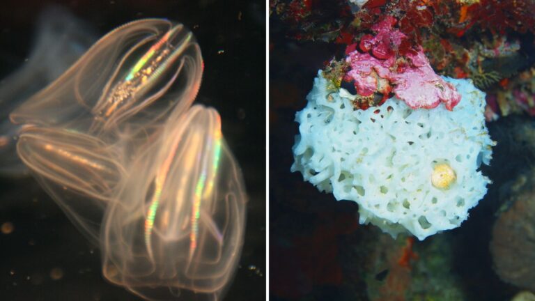 We Finally Know What The First Animals On Earth Looked Like, Thanks To Massachusetts Scientists