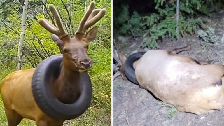 Watch The Moment Colorado Elk Is Freed From A Tire Around Its Neck After 2 Years