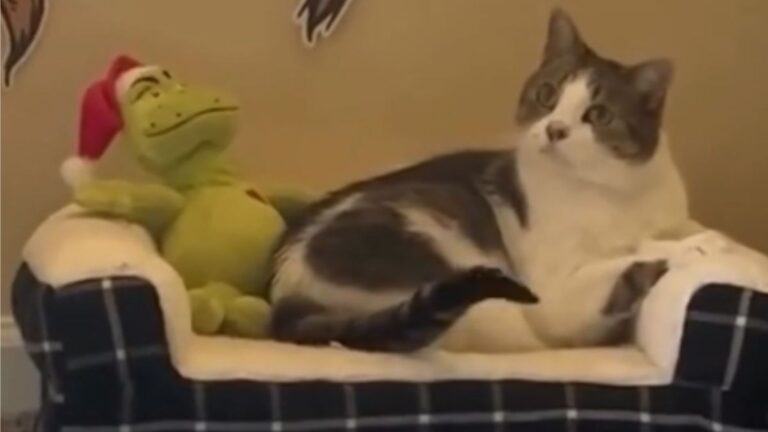 California Family Adopts Senior Shelter Cat, Then She Does Something They Never Expected