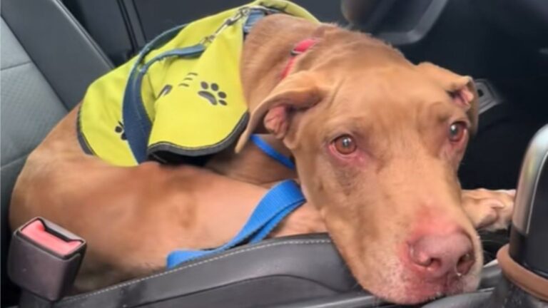 Florida Shelter Pup Enjoys Fun Day Out, But Her Reaction To Going Back Breaks Millions Of Hearts
