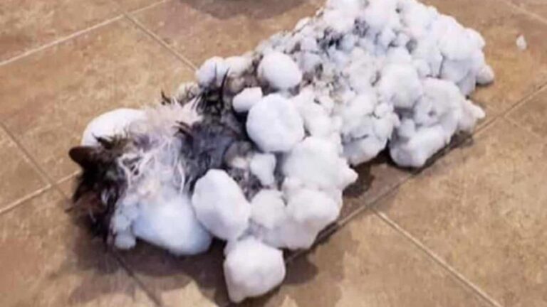 Montana Family Devastated After Finding Their Beloved Cat Frozen And Lifeless Under Snow