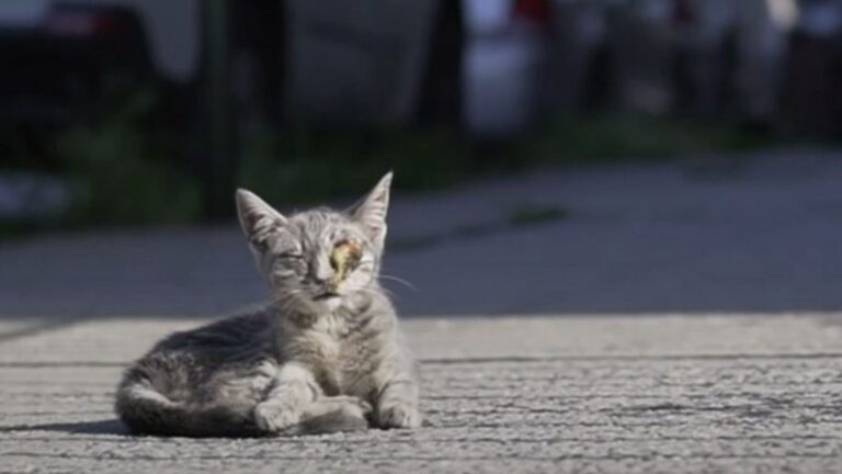 NYC Foster Dad Rescues A Kitten With Infected Eye, Then ‘Forgets’ To Put Her Up For Adoption