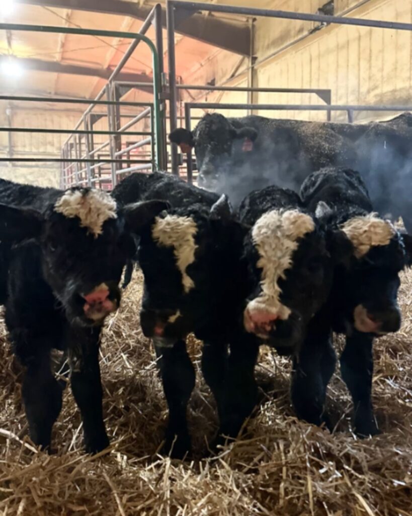 four calves in the barn
