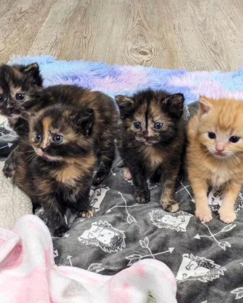 four kittens
