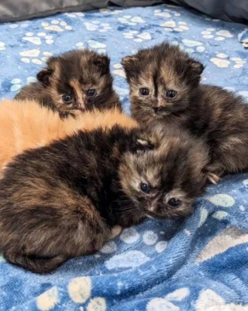 four kittens are lying down