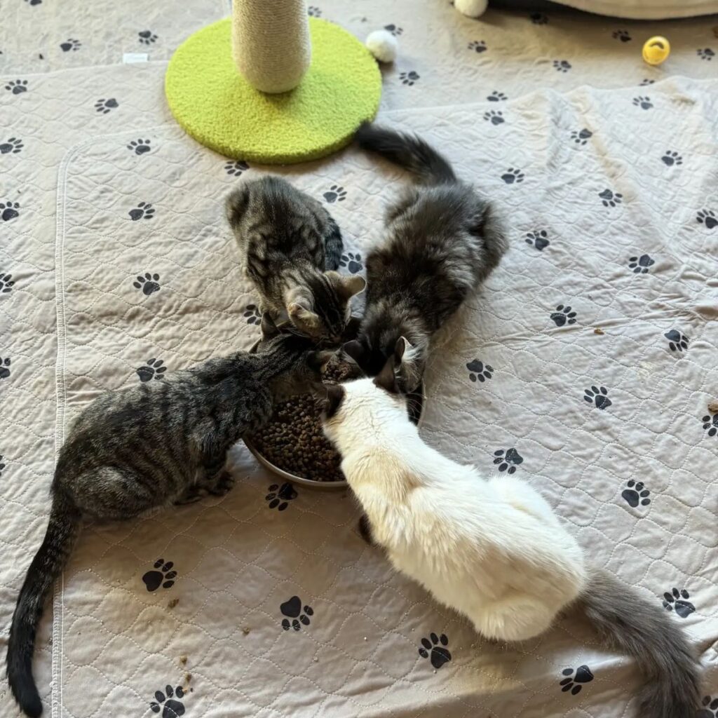 four kittens eat from a plate
