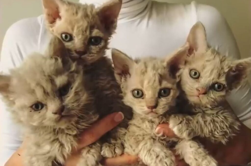 four machetes in the hands of a woman