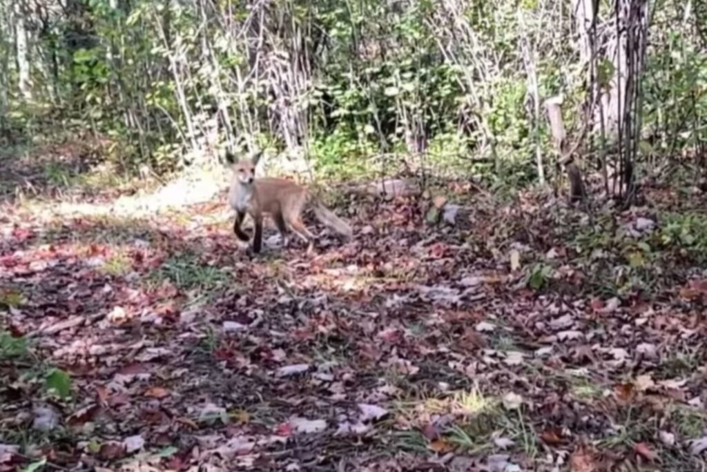 fox in the forest
