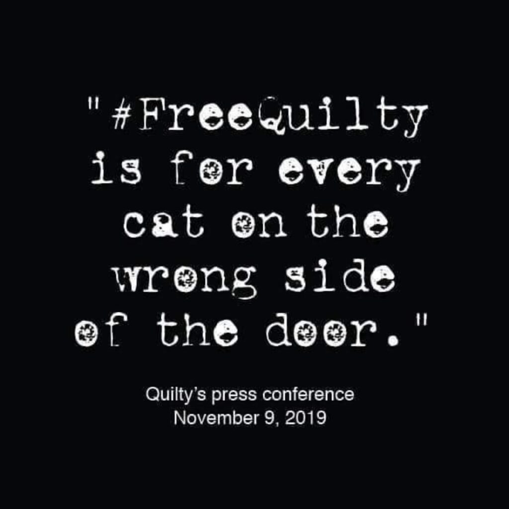 freequilty for every cat