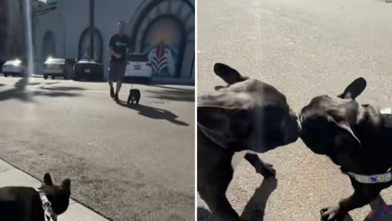 Dog Siblings Separated For Years Finally Reunite In Florida And Bring Happiness All Around