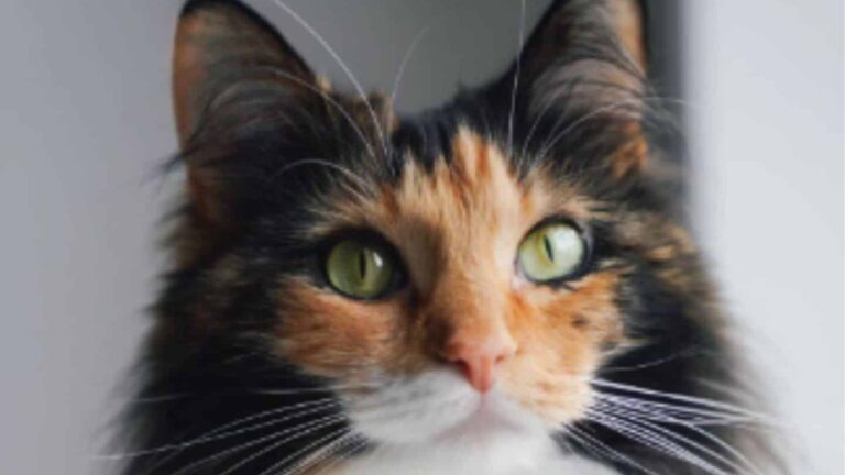 This Tiny Kitten Was Found Struggling Outside In Brutal Michigan Cold, Then Fate Intervened