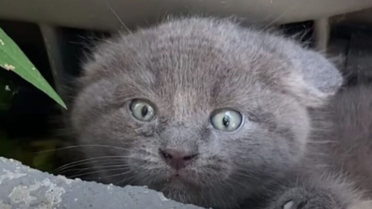 Indiana Woman Goes To Take Out The Trash, Then A Furry Little Head Pops Out