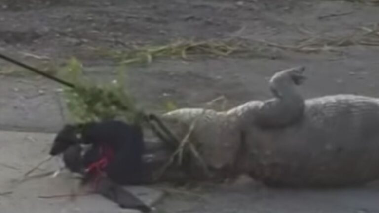 Giant Alligator Shows Up At Georgia McDonald’s And Locals’ Reaction Will Shock You