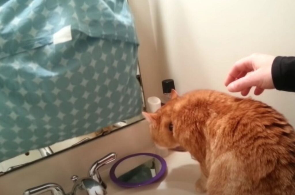 ginger cat looks at himself in the mirror