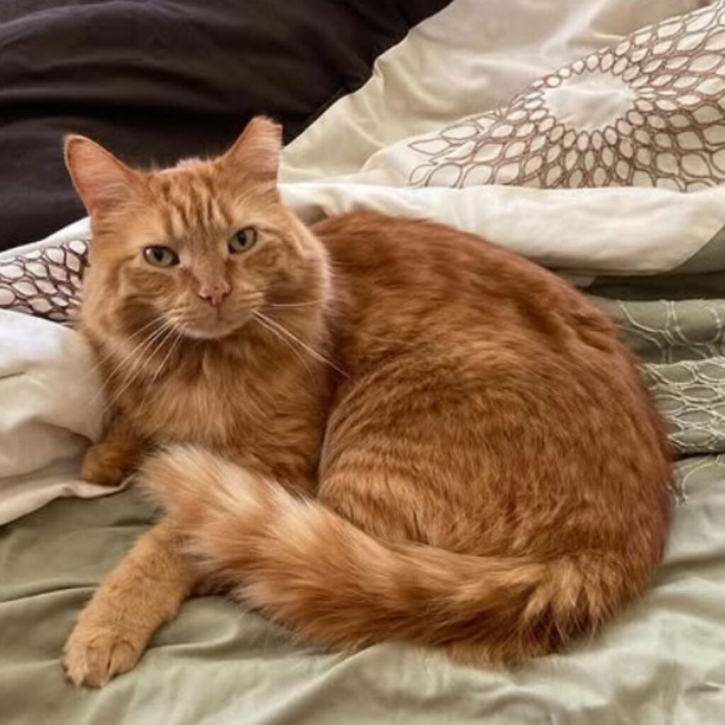 ginger cat lying on the bed