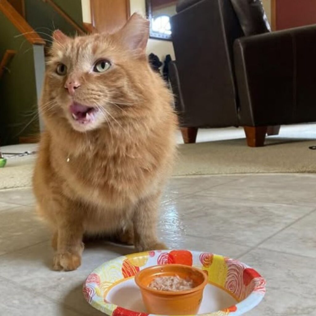ginger cat sitting next to food