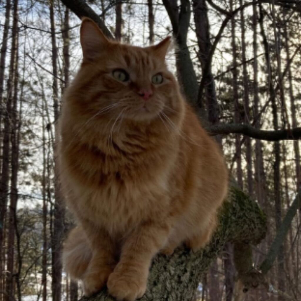 ginger cat sitting on a branch
