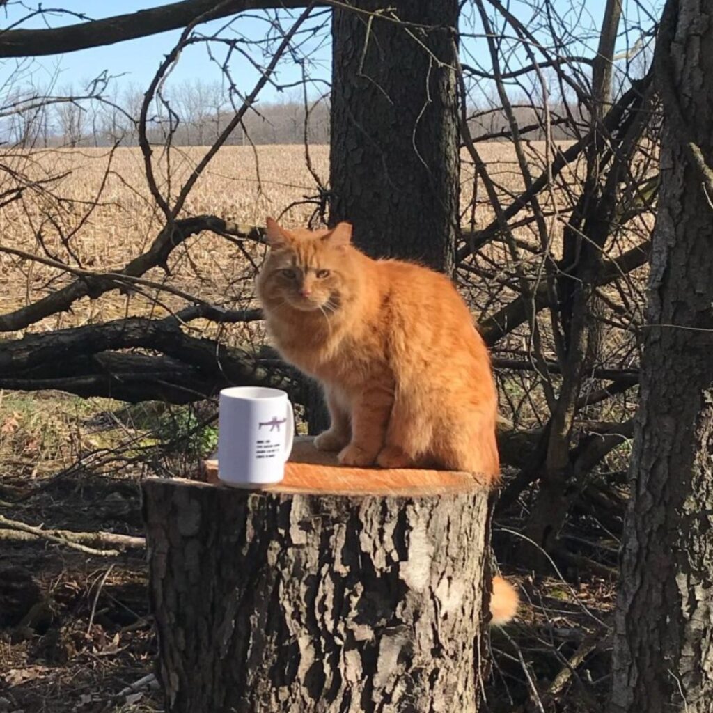 ginger cat sitting on a cut tree