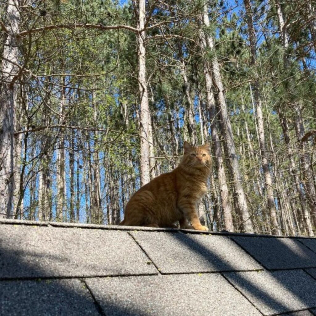 ginger cat sitting on the roof