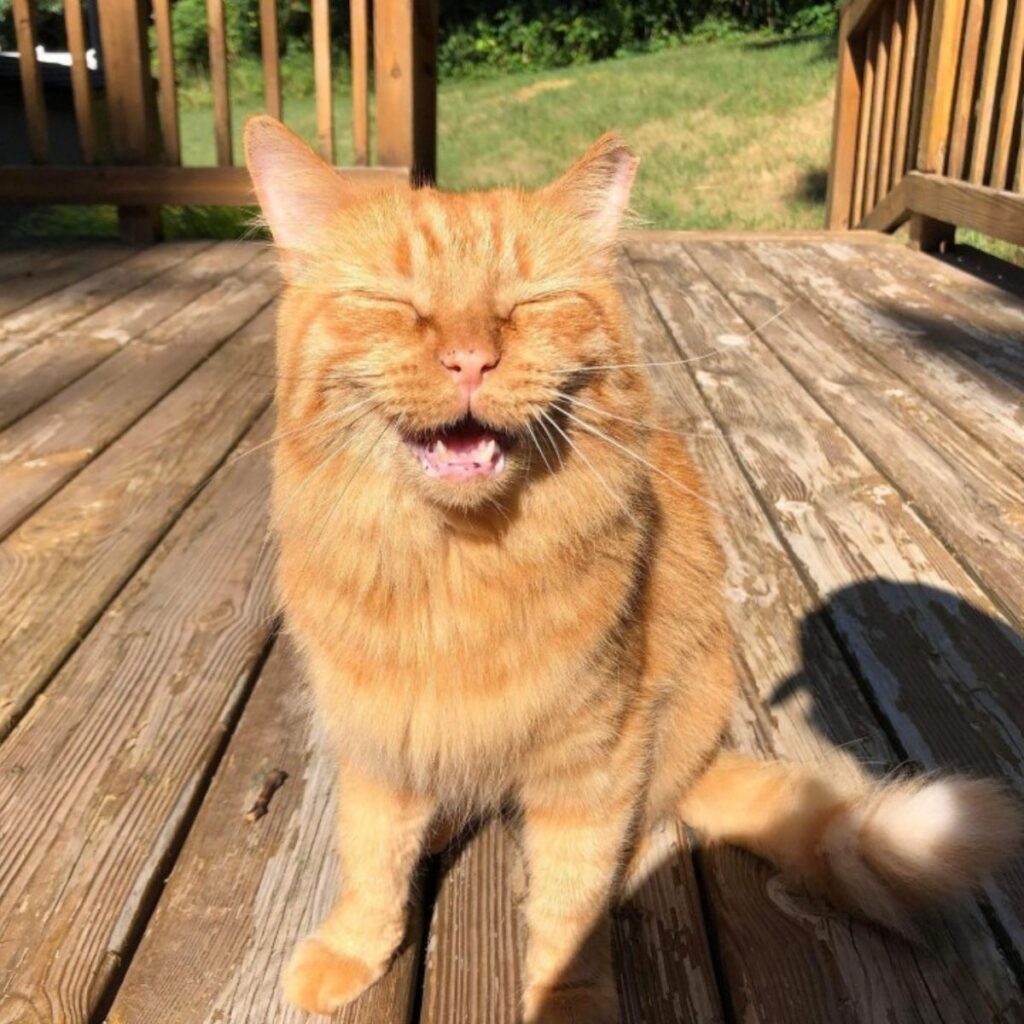 ginger cat sitting on the terrace with eyes closed