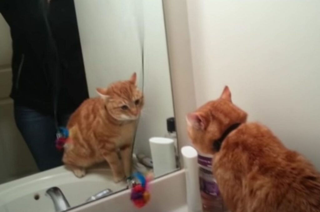 ginger cat standing in front of the mirror
