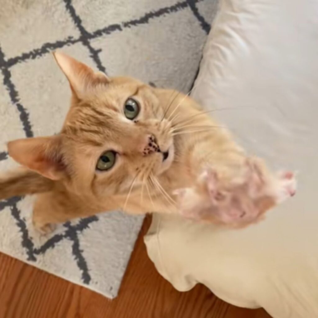 ginger cat standing on its front paws