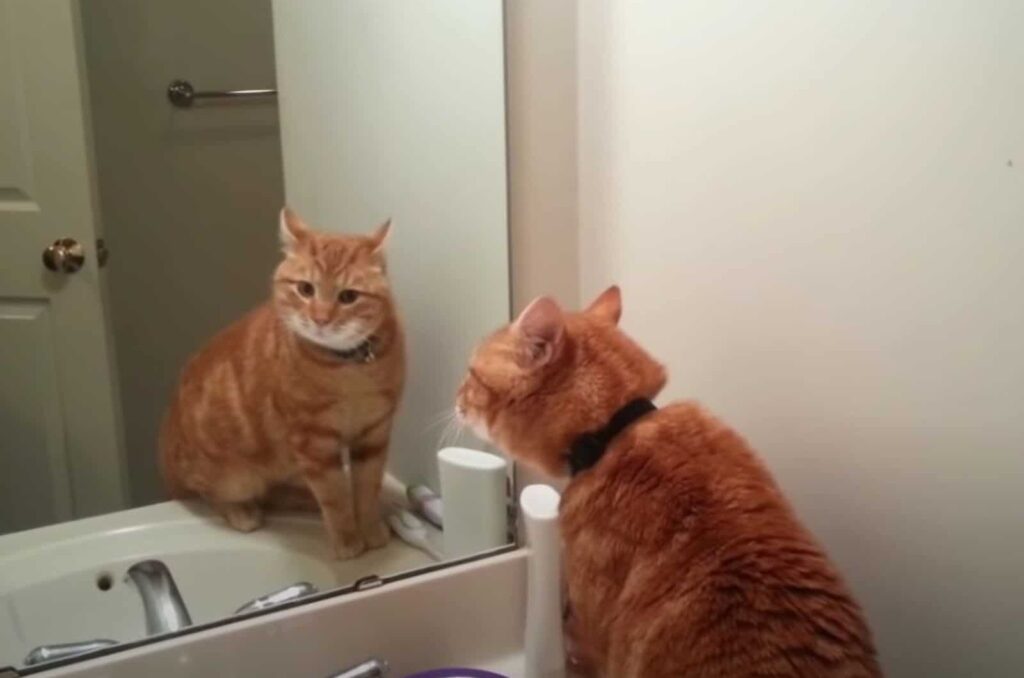 ginger cat stands in front of the mirror and looks at herself