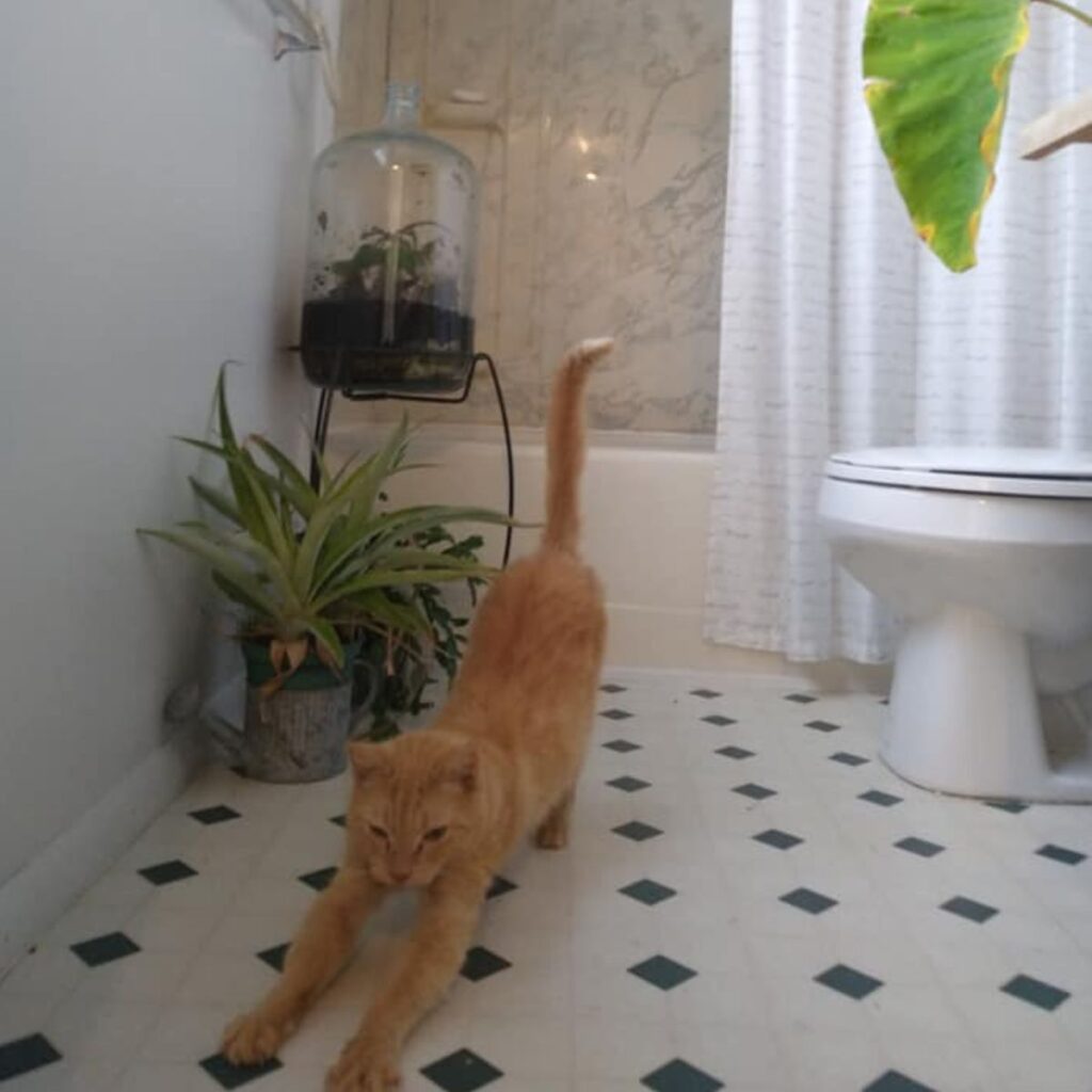 ginger cat stretches in the bathroom