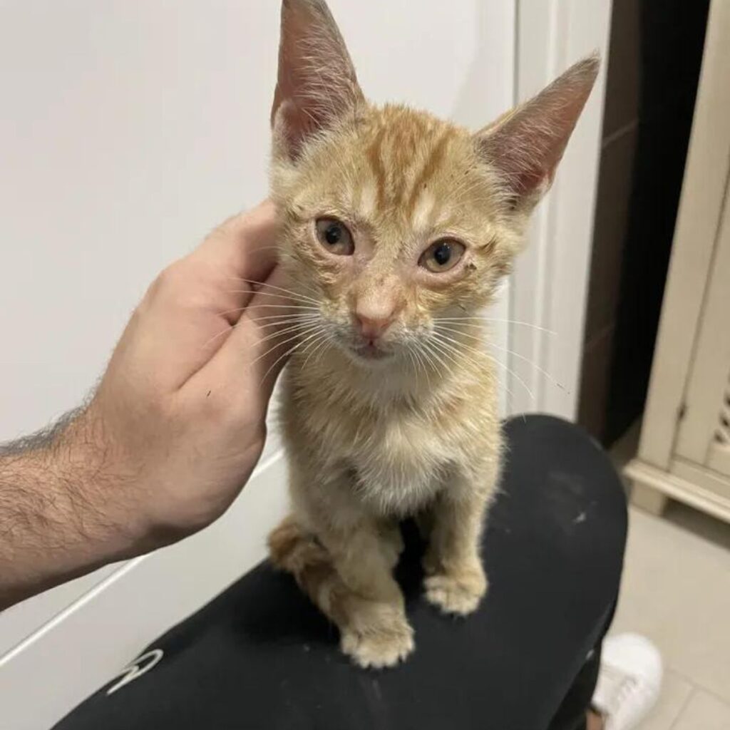 ginger kitten sitting on a man's knee