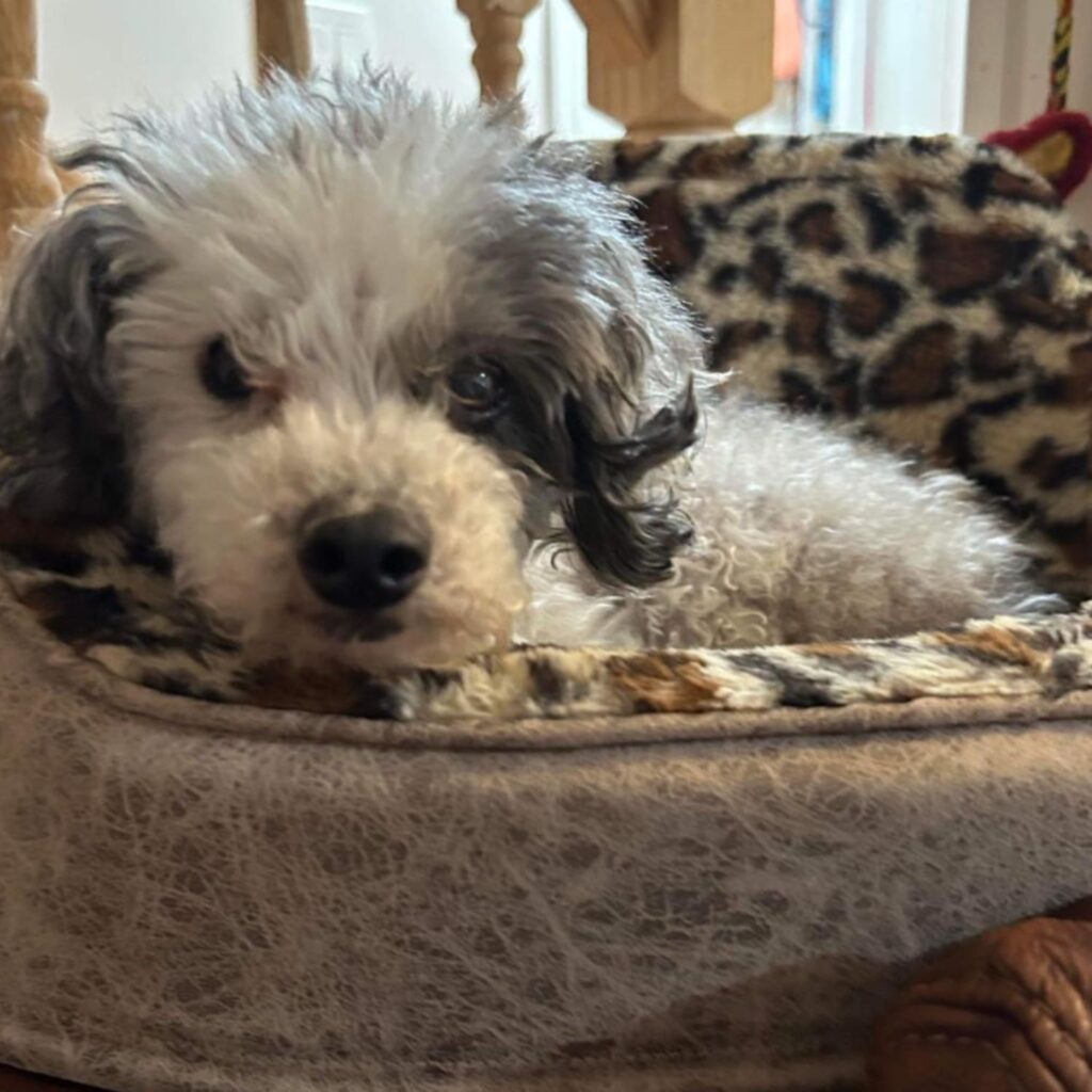 gray and white dog lying on a pillow