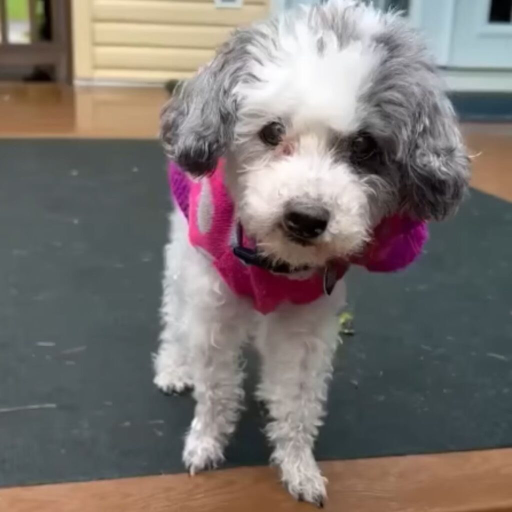 gray and white dog standing