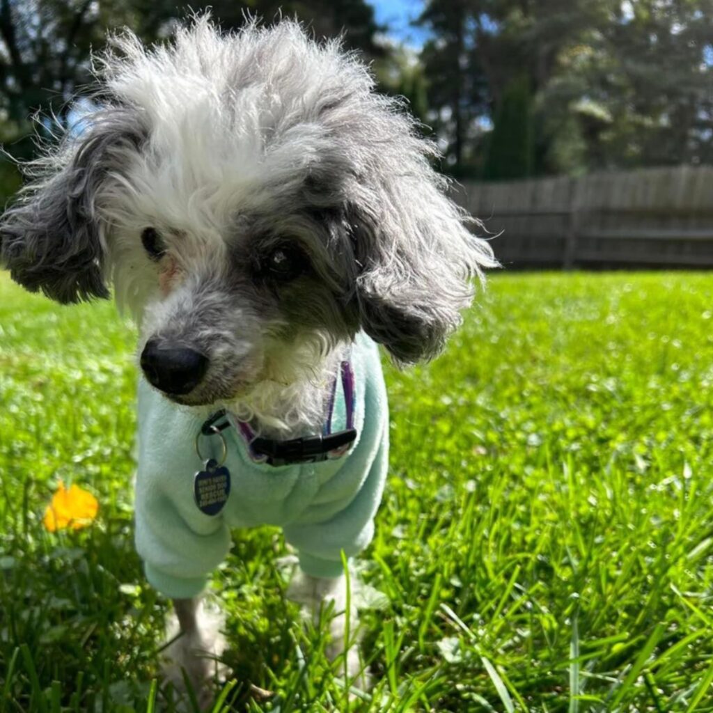 gray and white dog standing on the grass