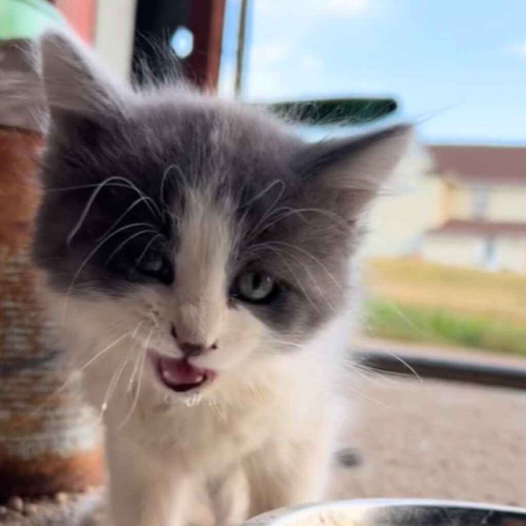 gray and white kitten