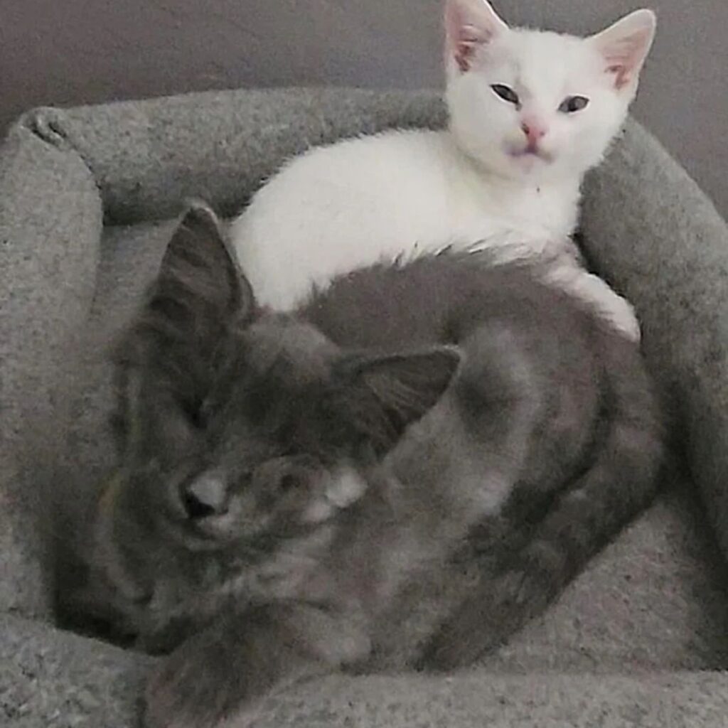 gray and white kitten lying down