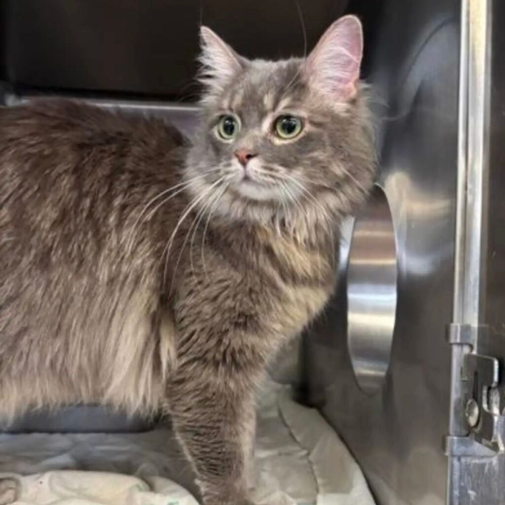 gray cat in the shelter