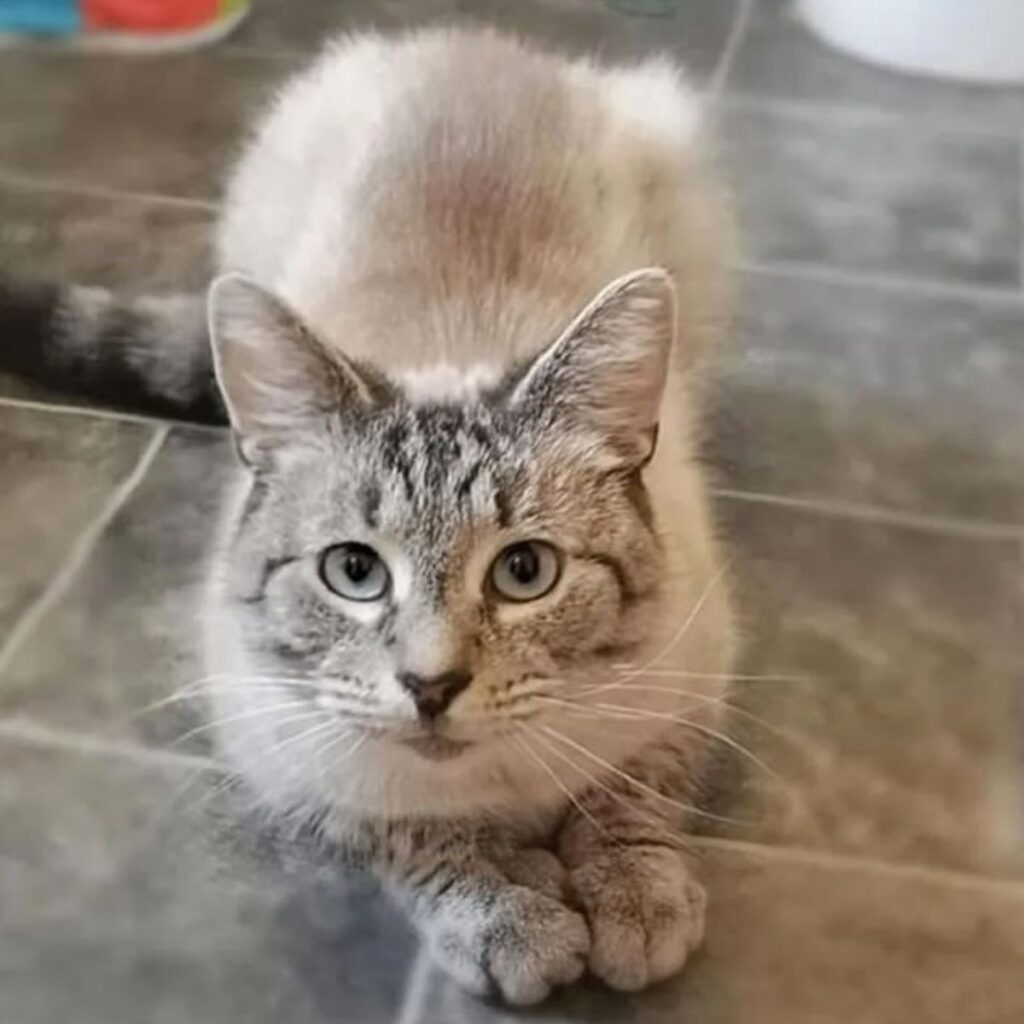 gray cat sitting on the tiles