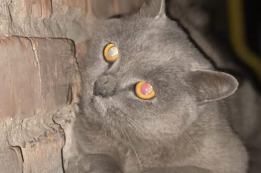 gray cat with yellow eyes