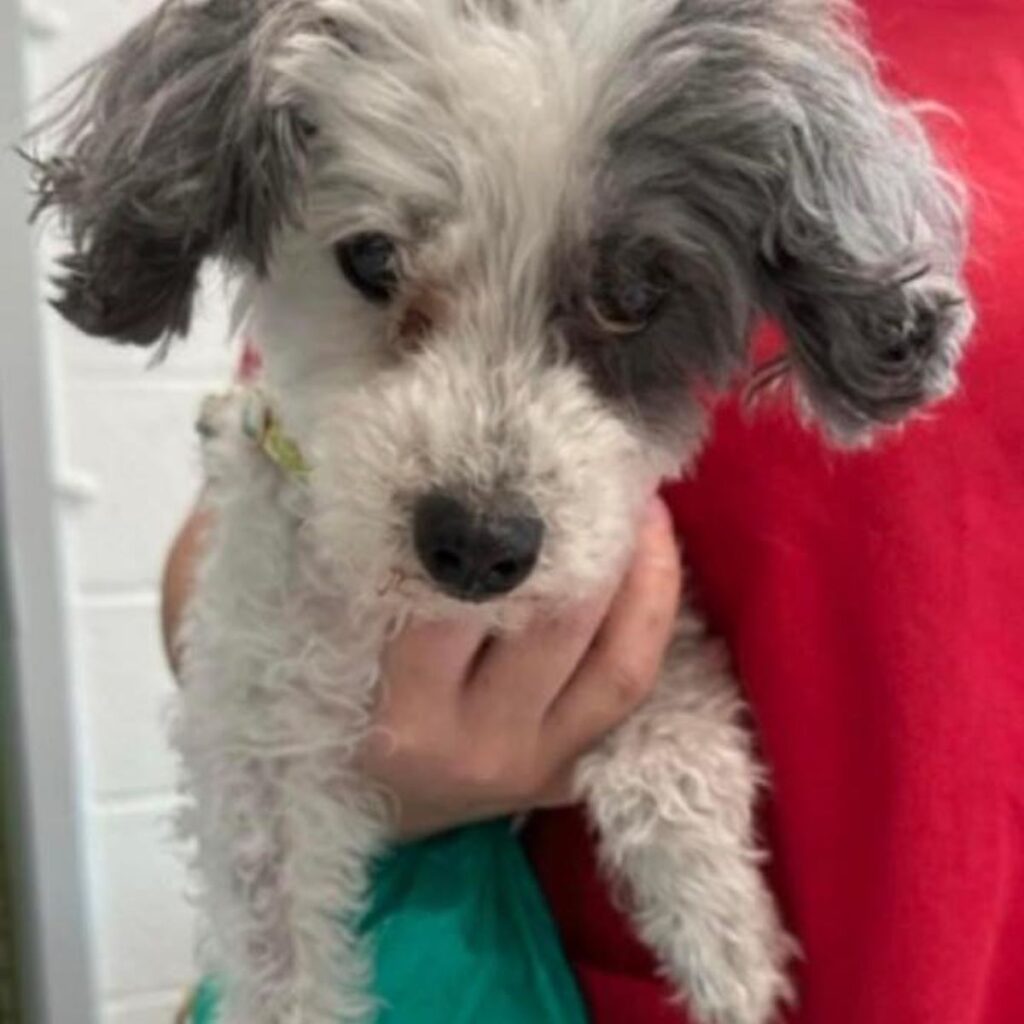 gray-white dog in a woman's hands