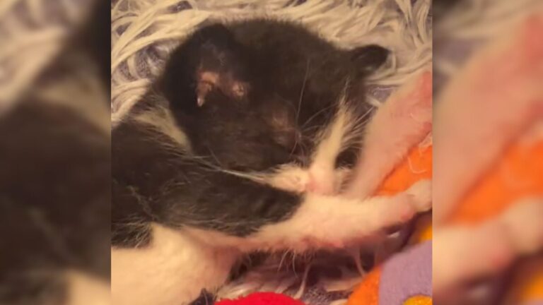 Tiny Kitten Found Suffocating In Sealed Plastic Bag Leaves Ohio Rescuers Shaken