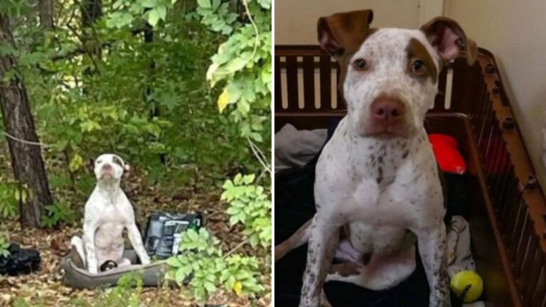 Injured Puppy Waits In Florida Woods After Family Left Him With Nothing But Bed And Old Toys