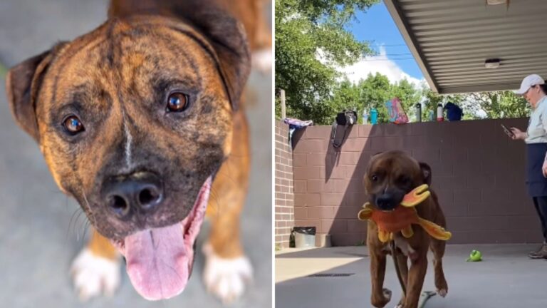 They Call Him The Happiest Dog At Georgia Shelter But He’s About To Face The Unthinkable