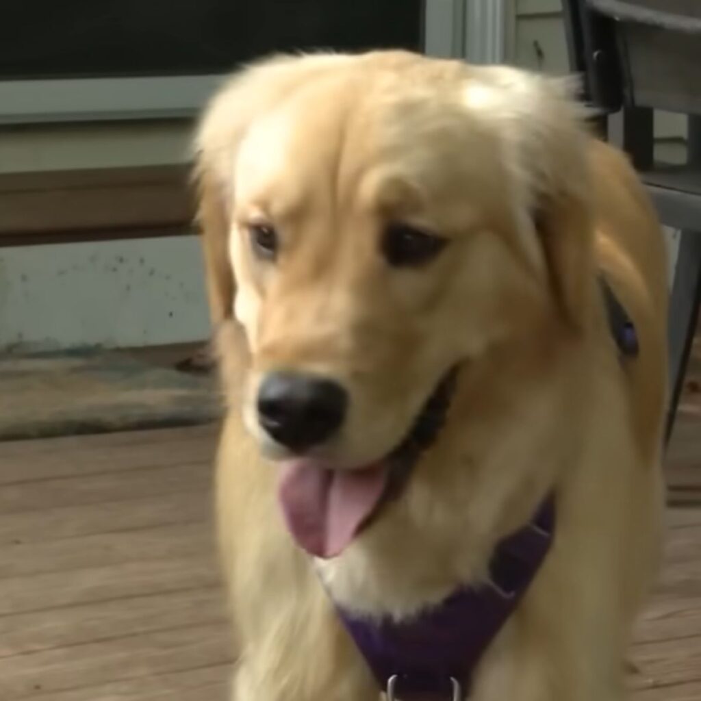 happy golden retriever