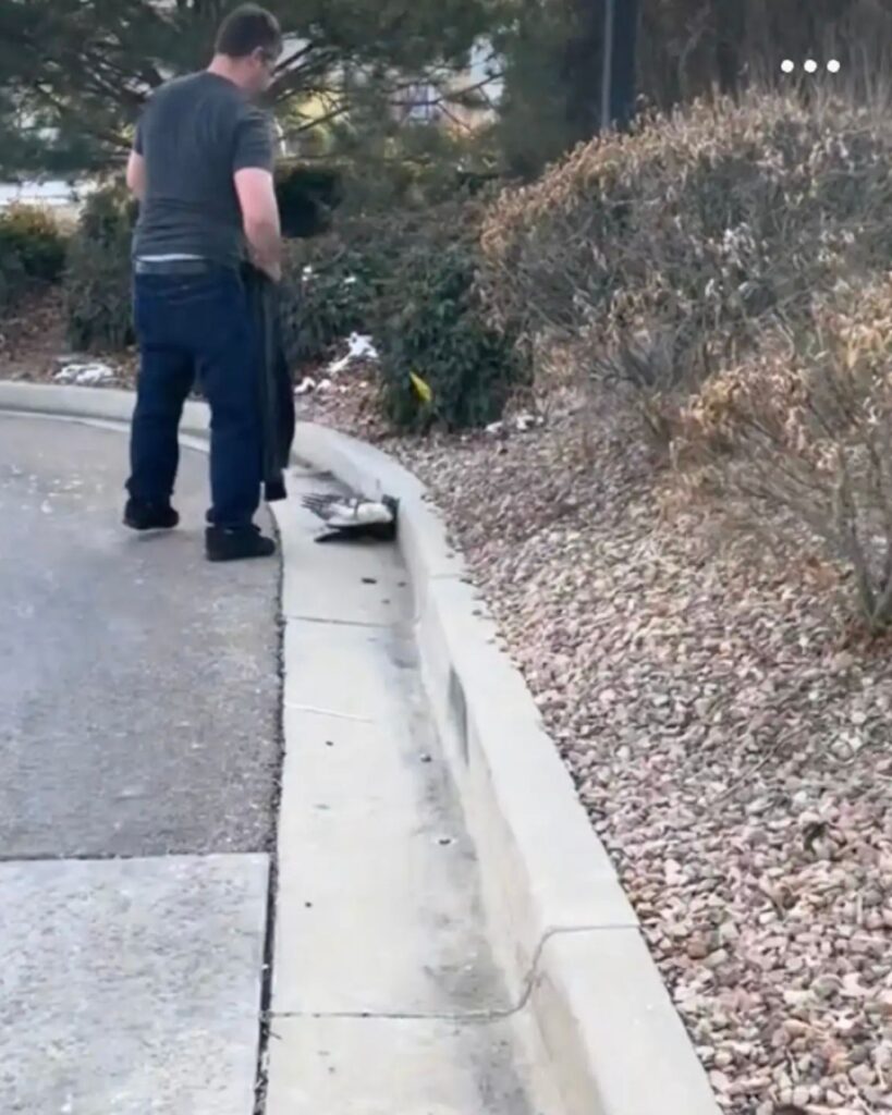 hawk by the roadside