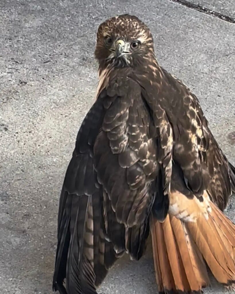 hawk on the sidewalk