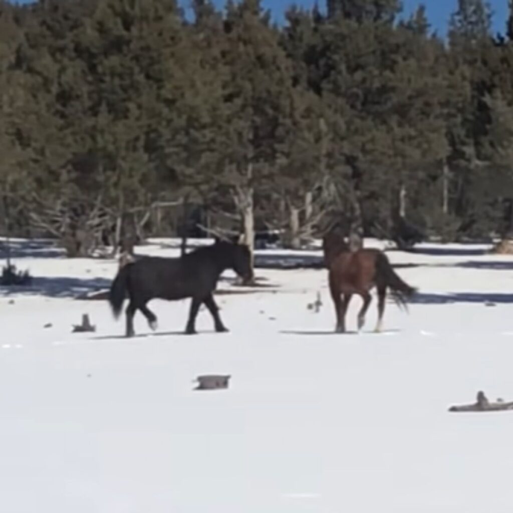 horses in the snow