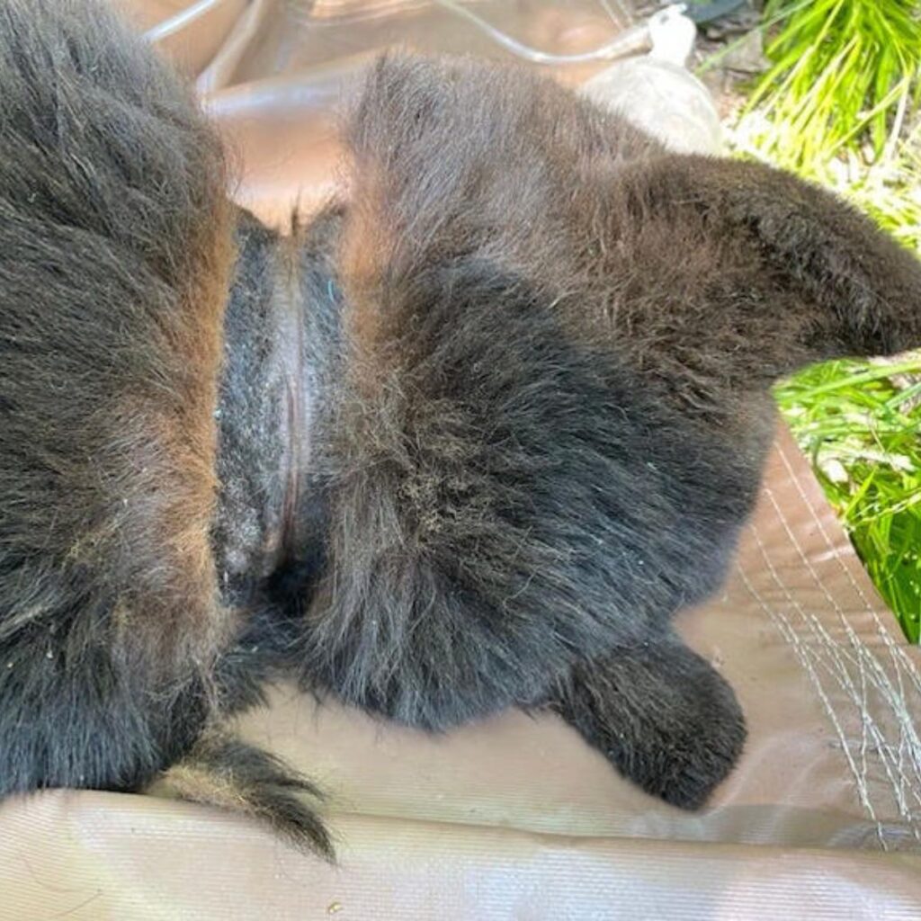 injured bear neck