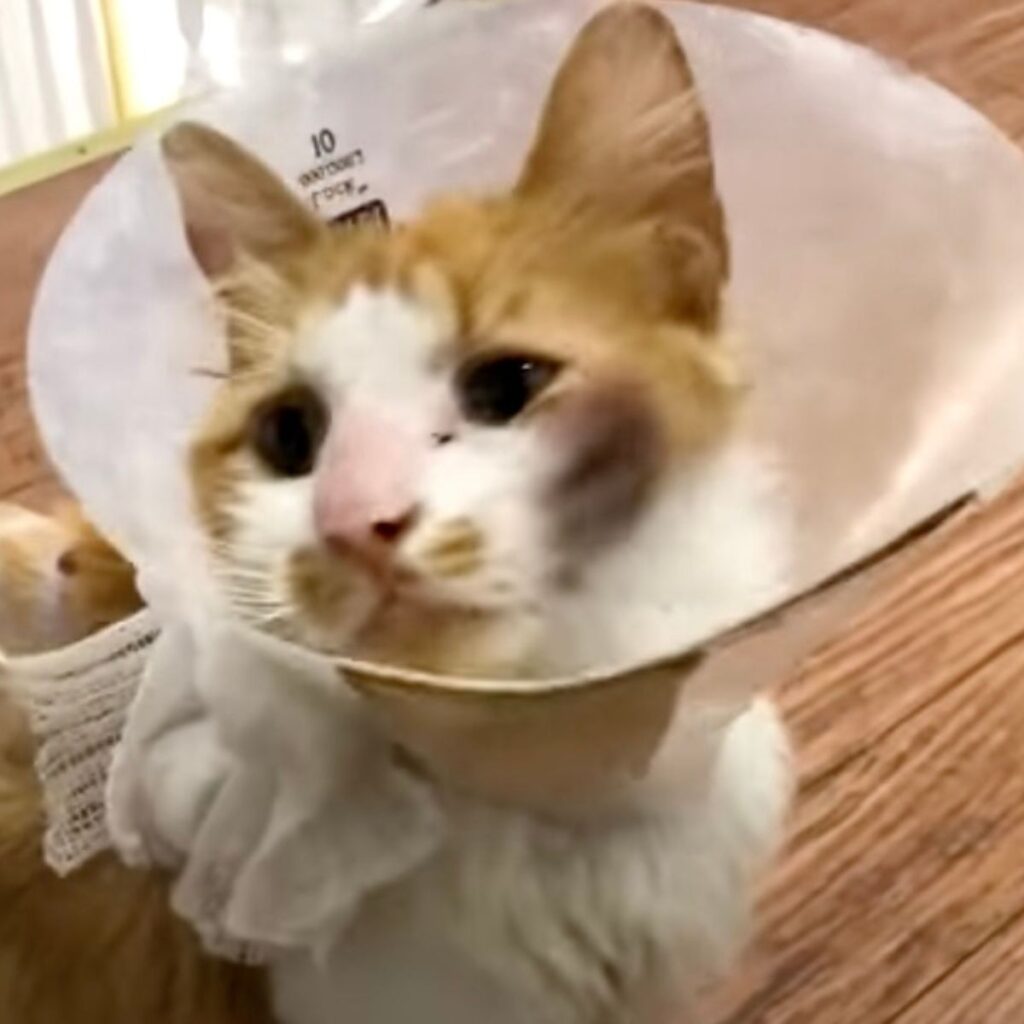 injured cat with a collar